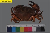 藏品(皺紋團扇蟹)的圖片